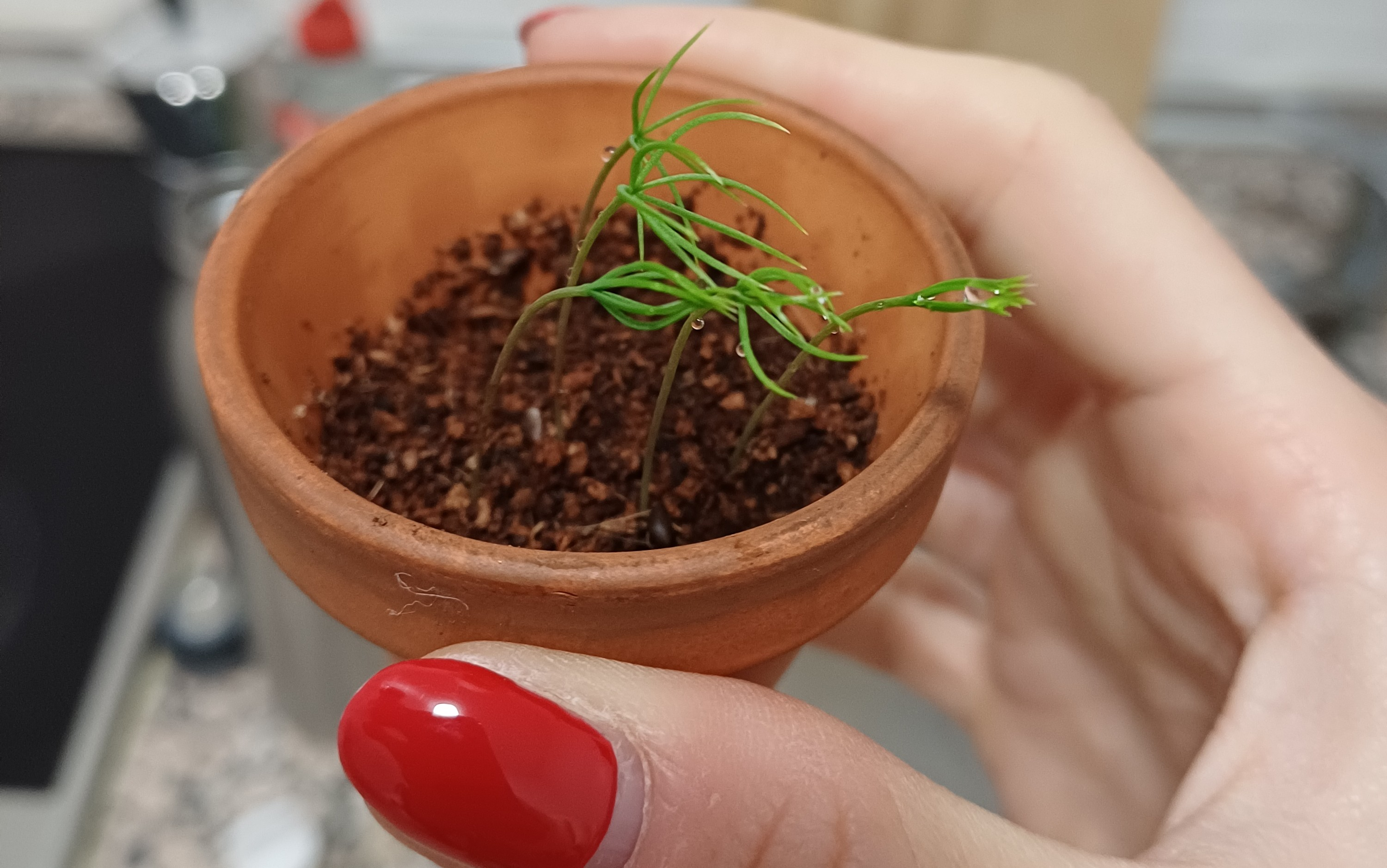 oh christmas tree and onos